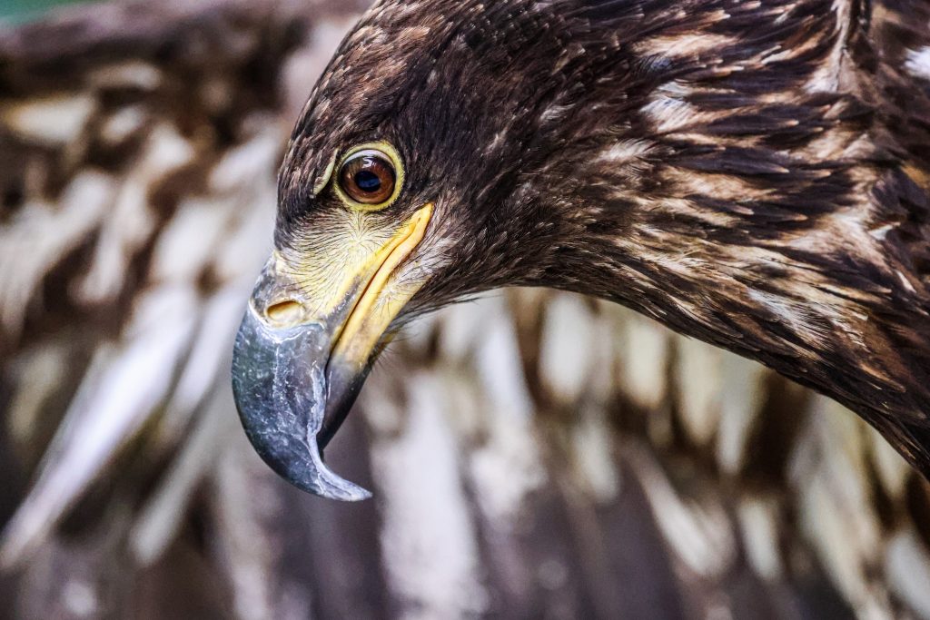 Get to know your neighbors at ACES’ Raptor Fair
