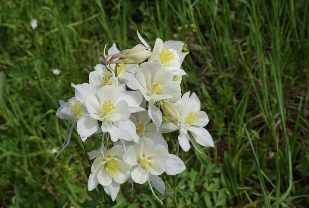 5 wildflowers to look for in Snowmass this summer