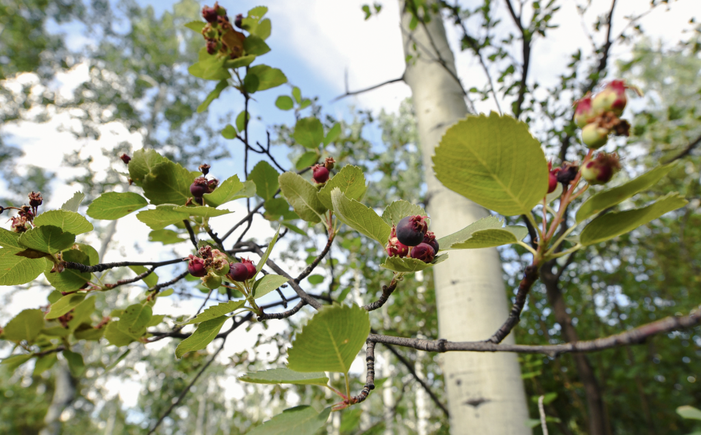 5 wild berries to forage this summer in the Aspen area