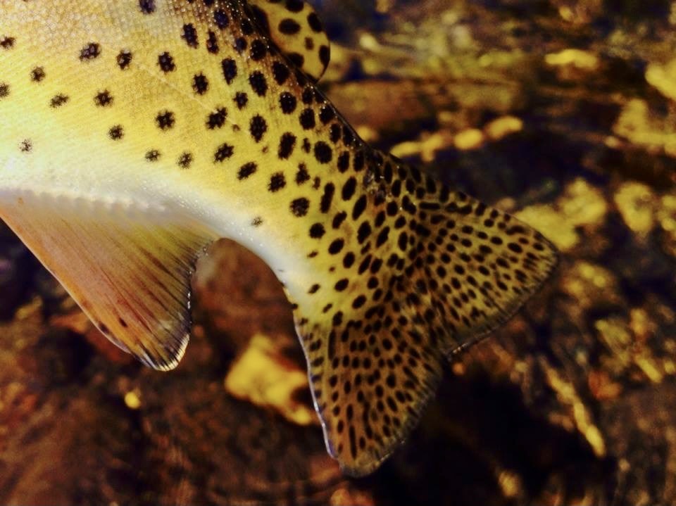 On the Fly: Go up in elevation and find some solitude