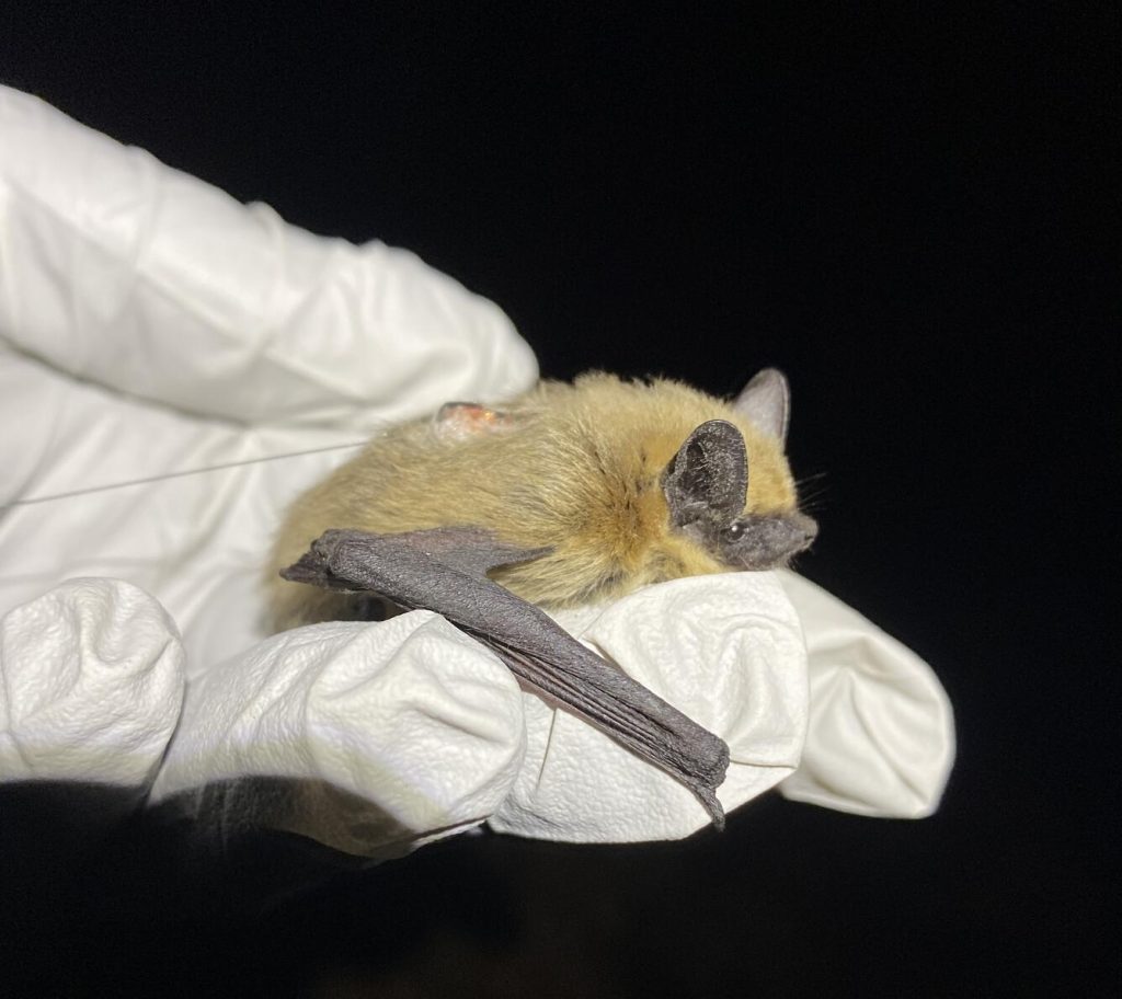 Pitkin County reports ‘surprising’ number of bat exposures in past week