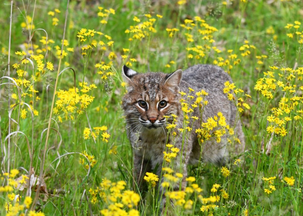 Colorado wildlife commission rejects proposal to ban sale of fur