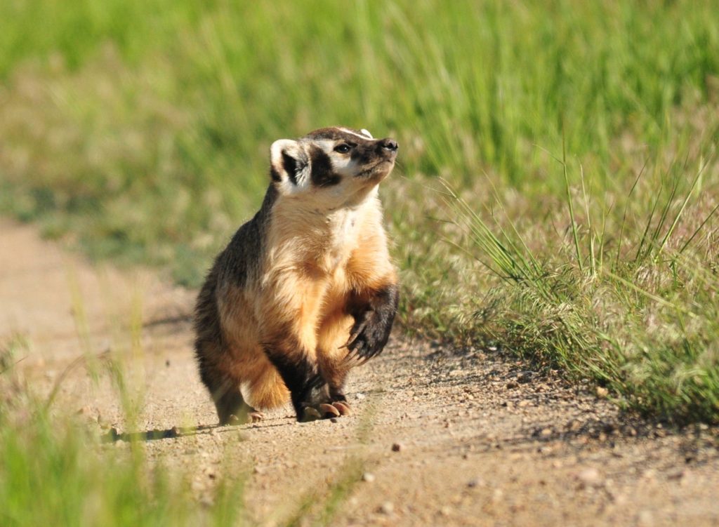 Colorado to weigh daily hunting limits, ban on fur sales for wildlife hunted for fur