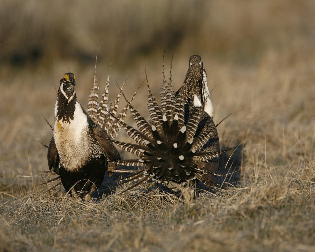 Trump administration kills Endangered Species Act rule, in move wildlife advocates say will bring more species to ‘brink of extinction’