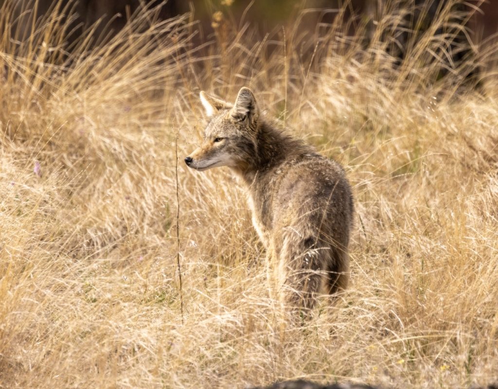 Unlimited no more: Colorado imposes new daily limits on wildlife hunted for fur