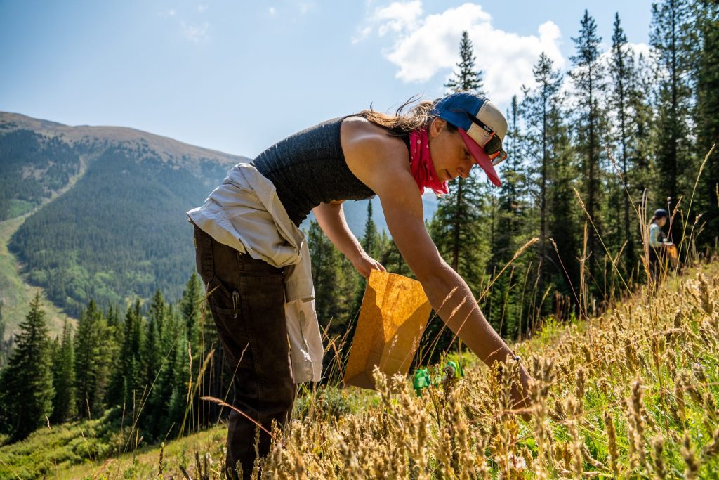 How a science experiment to grow native plants on Copper’s slopes is inspiring collaboration in the ski industry